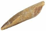 Fossil Spinosaurus Tooth - Real Dinosaur Tooth #368076-1